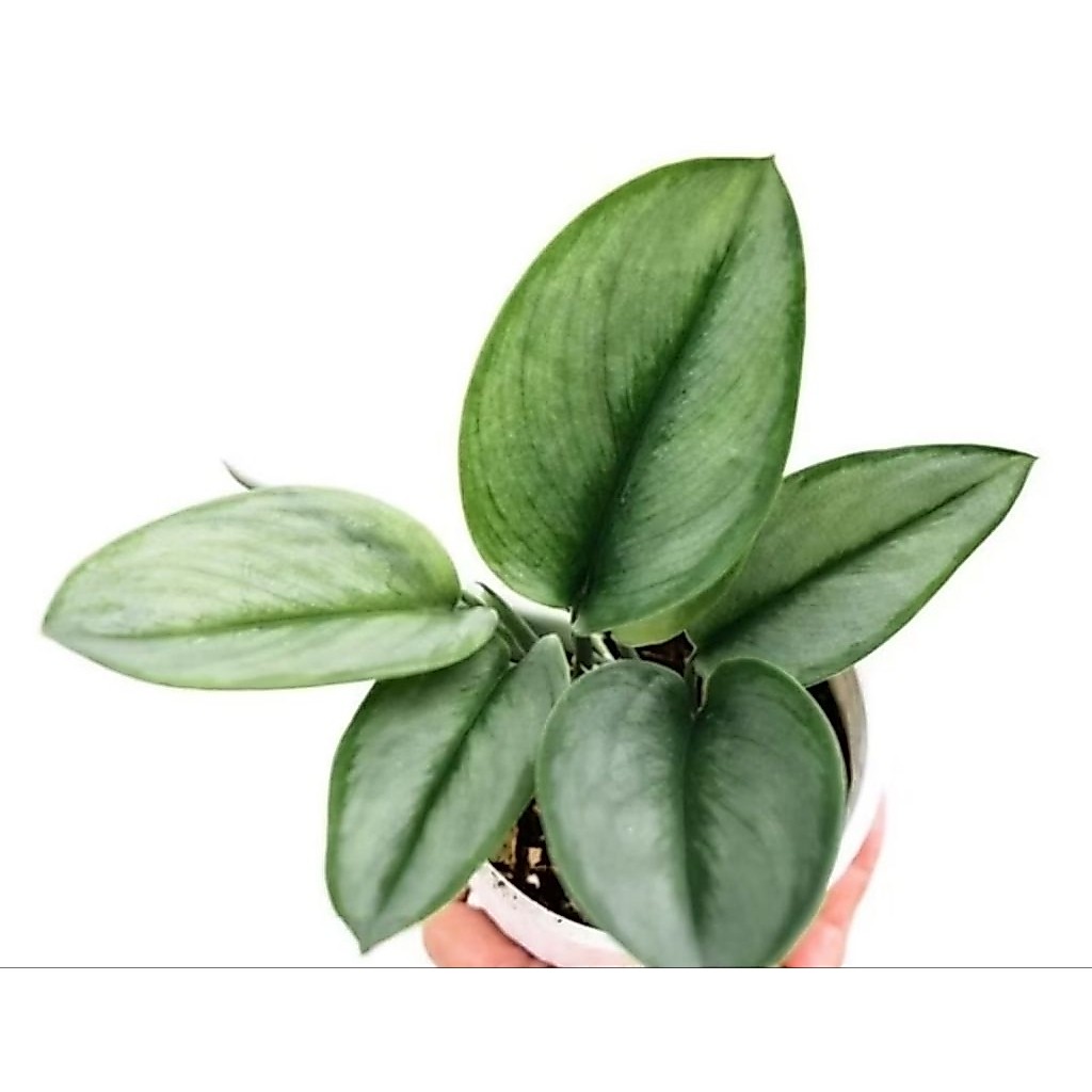 Sirih Gading Susu • Scindapsus Silver • Scindapsus Susu ±20-30cm
