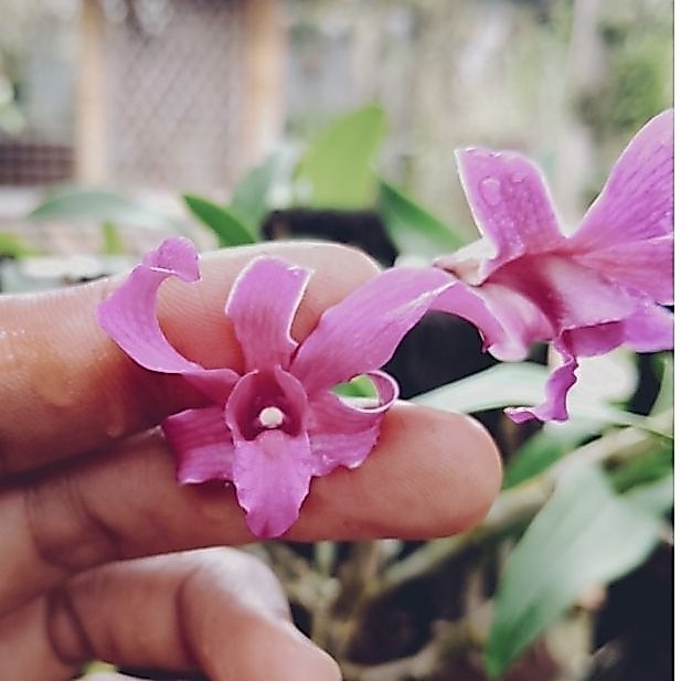 anggrek dendrobium Tual Maluku