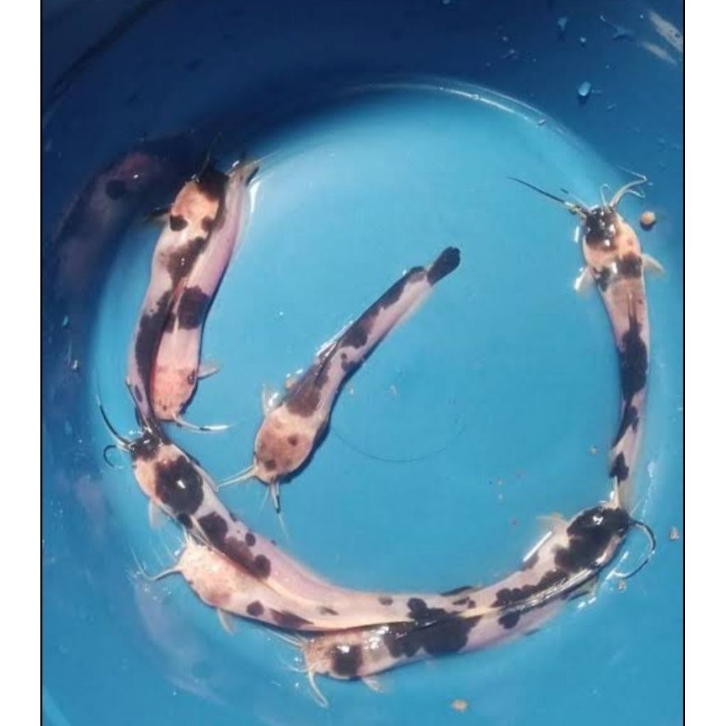 Hiasan Akuarium 6-7 CM Lele Sapi Albino paket ISI 10 lucu suka pelet