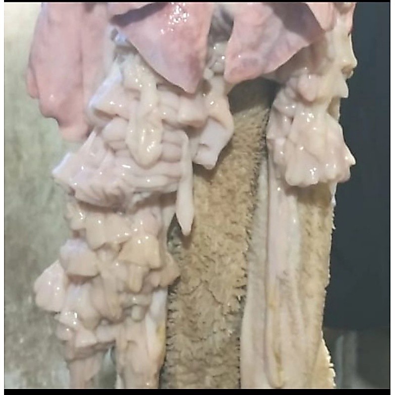 jeroan kambing campur 1kg