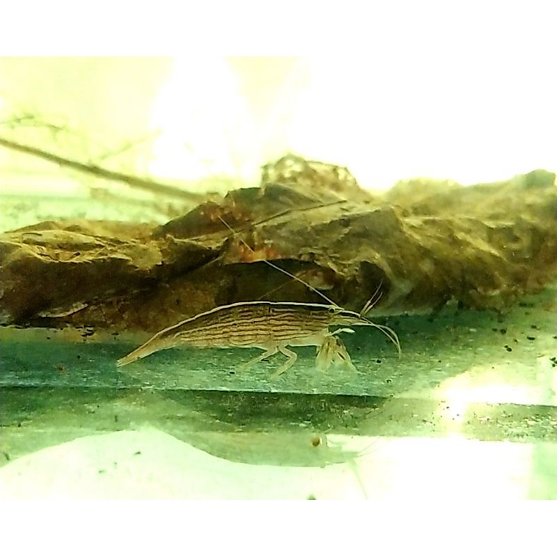 Amano Bamboo Shrimps Algae Eater