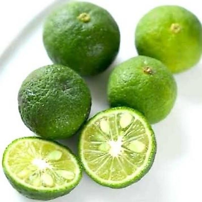 Jeruk Limau Segar