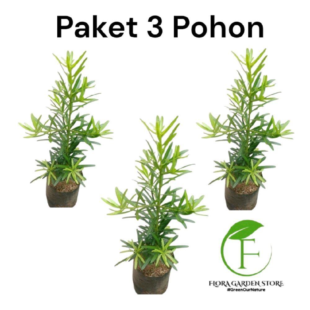 Paket Murah 3 Pohon Lohansung Taiwan / Paket Pohon Lohansung  / Bibit Pohon Lohansung TANAMAN