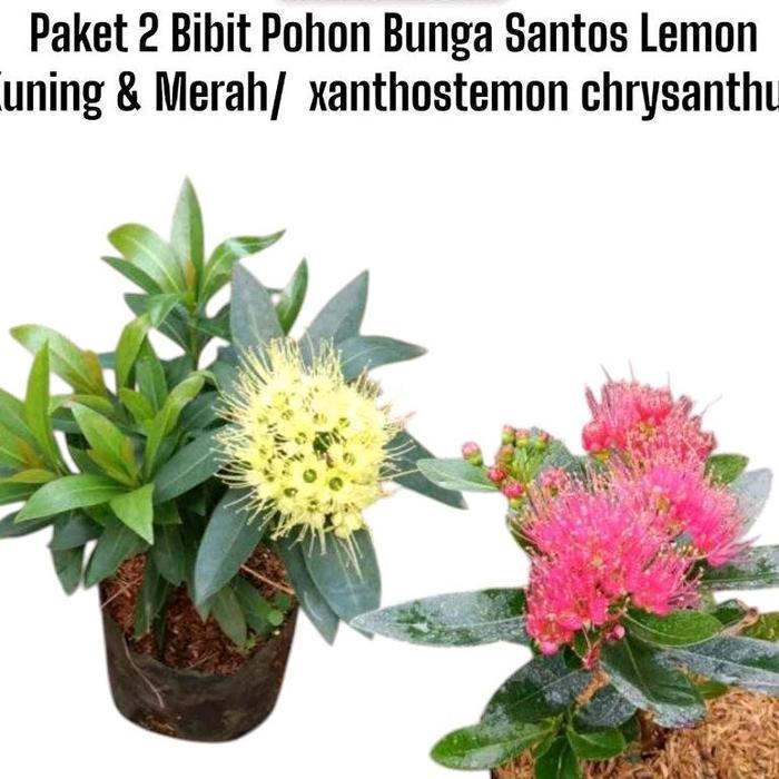 Paket 2 Bibit Tanaman Bunga Santos Lemon Merah & Kuning - xanthos Lemon chrysanthus - Tanaman Bunga 