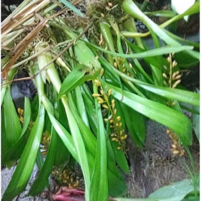 anggrek bunga kuning