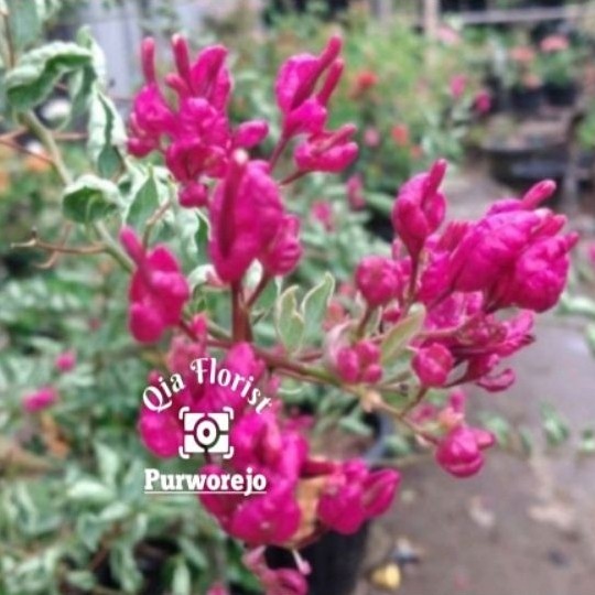 Promo Bougenville Anggur Merah Daun Silver Bibit Terjangkau ready stok