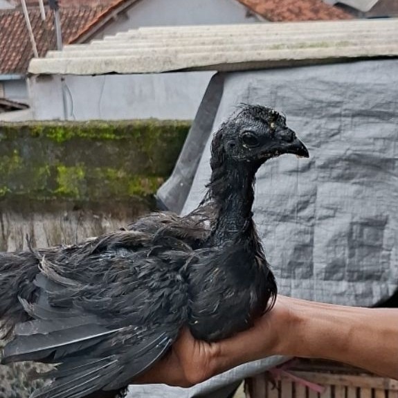 Ayam Cemani Lidah Hitam