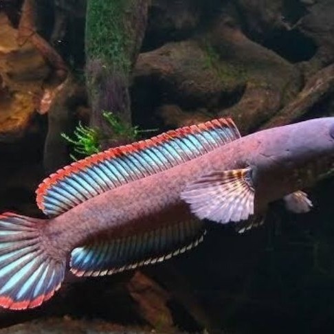 Display CHANA GACHUA LIMBATA 7-9cm