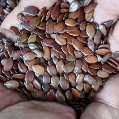 Biji lamtoro/petai Cina