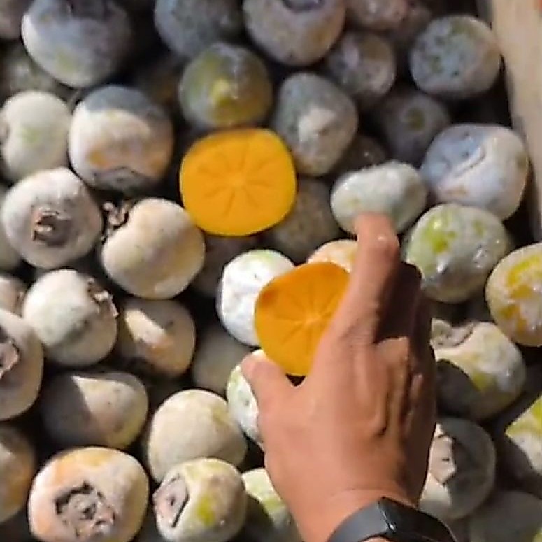 BUAH KESEMEK KEMASAN 1KG