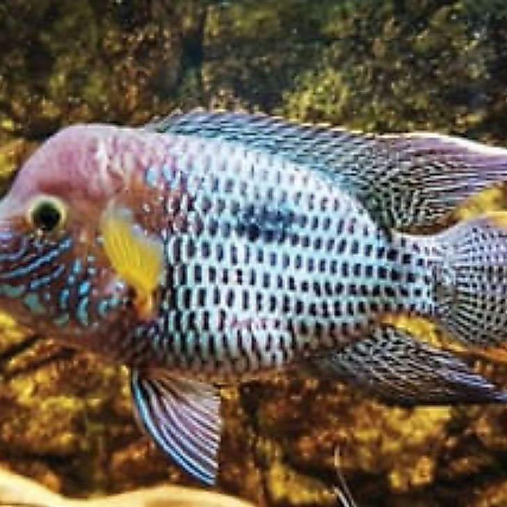 Cichlid green terror/golsom, goldsaum ukuran 2Jari