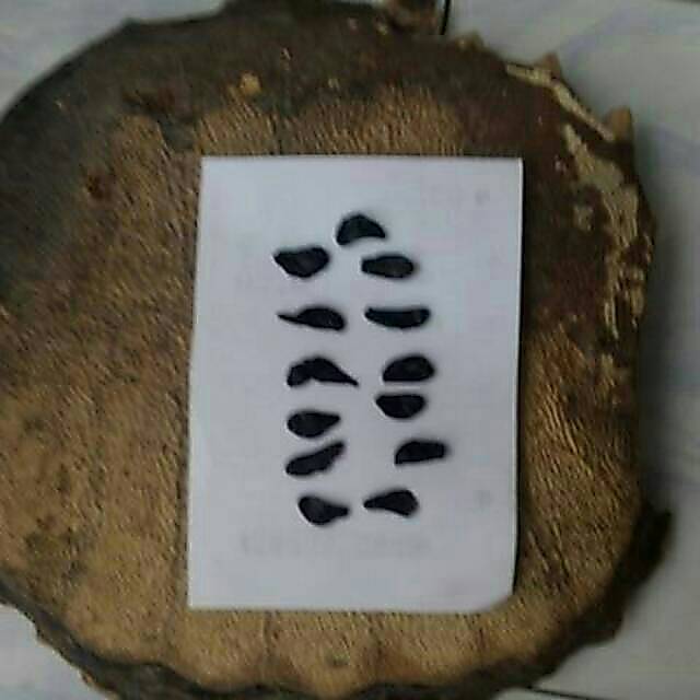 EMPEDU BULUS ASLI IBU AMINAH