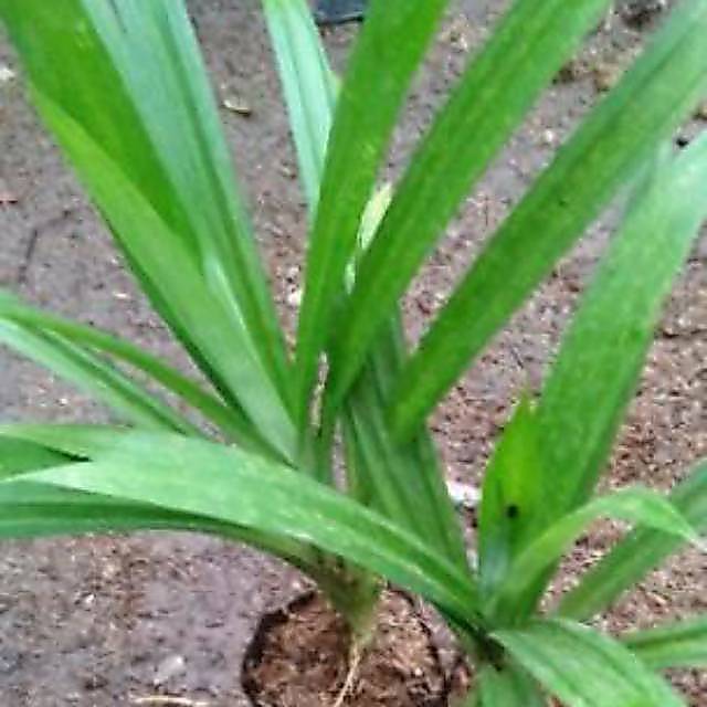 Pohon pandan wangi - pandan wangi