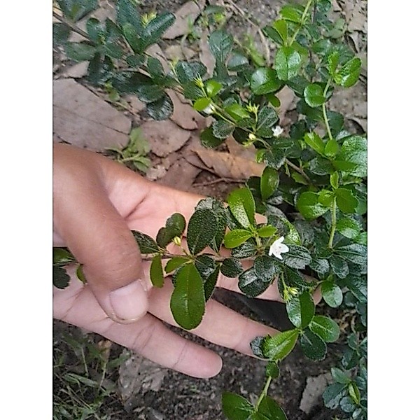hokianti bunga impor