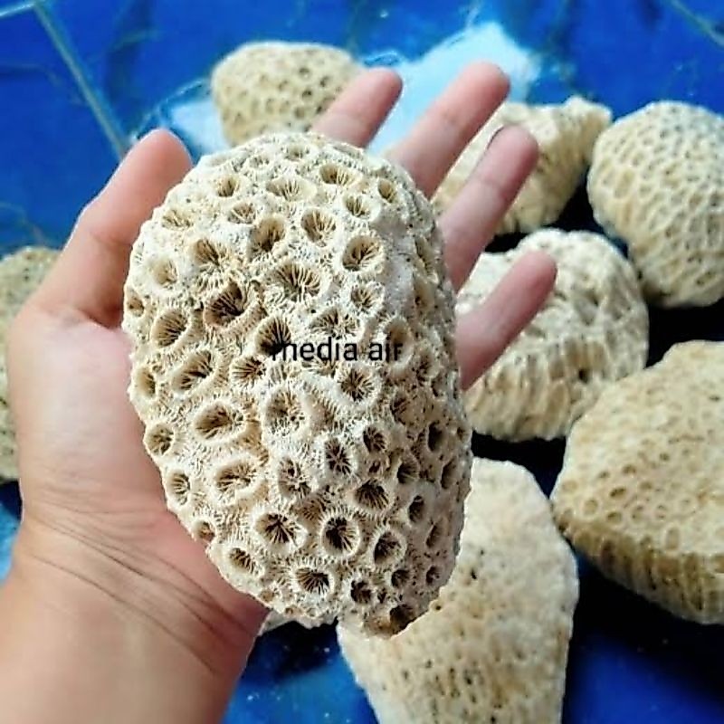 karang laut hiasan aquarium aquascape batu karang laut