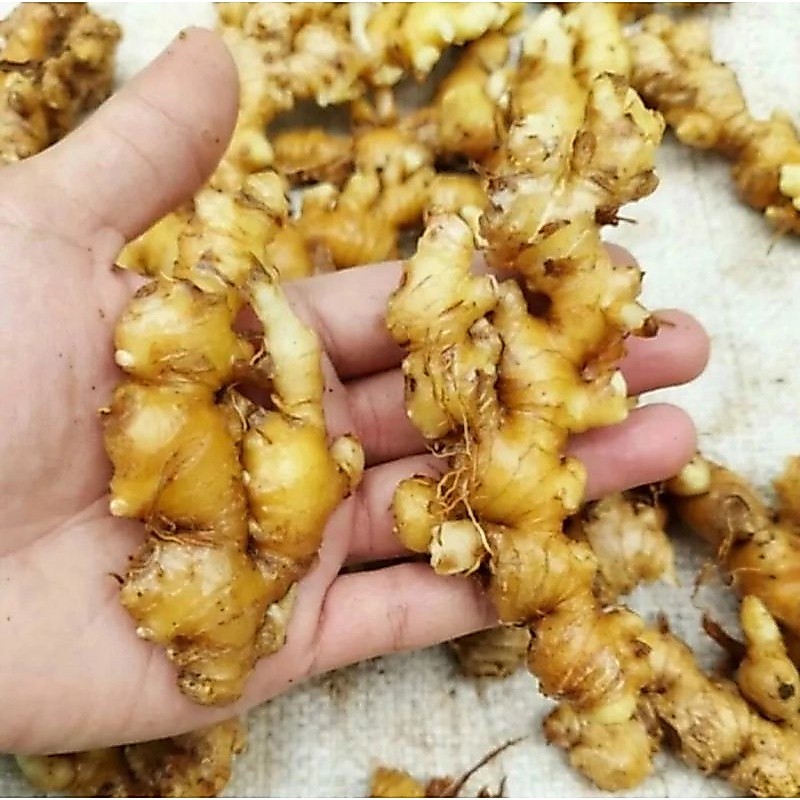 Jahe Emprit Bersih 1kg/Jahe Emprit Jawa Sudah dicuci 1kg