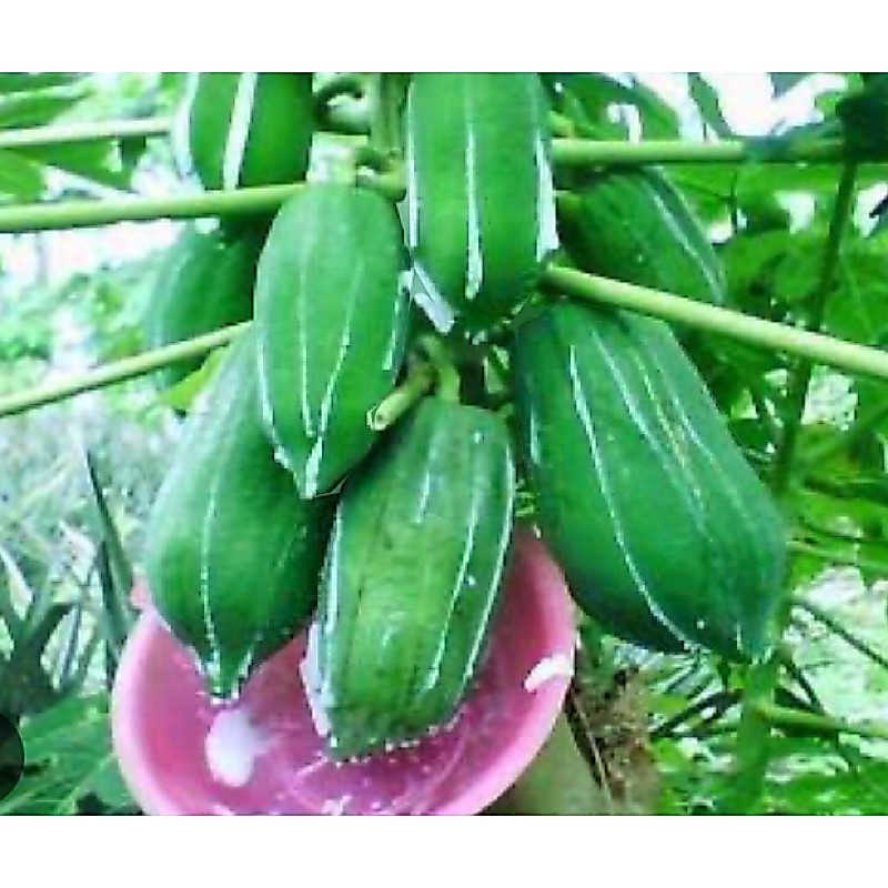Getah pepaya getah pohon pepaya-az