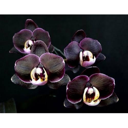 tanaman hias anggrek bulan dewasa bunga black taiwan - blackjack - anggrek bulan hybrid