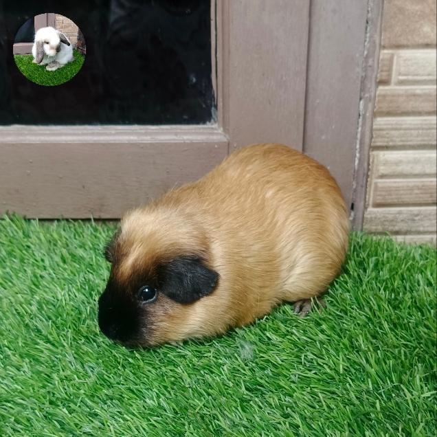 marmut/guinea pig california krem - anakan