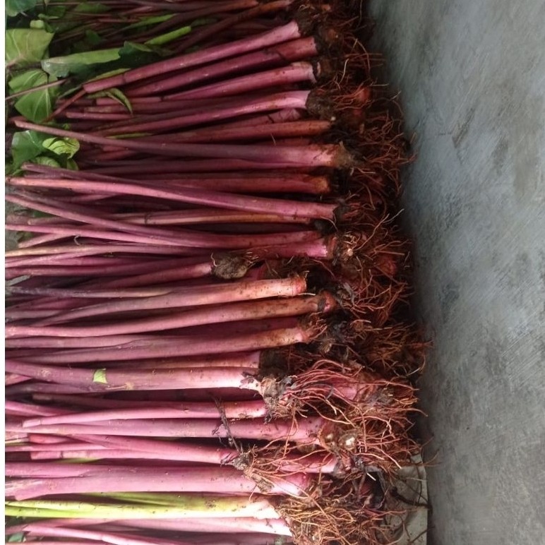 Bibit Talas Bogor / Bibit Talas Ungu /Bibit Talas Pratama 3 per 15 pohon