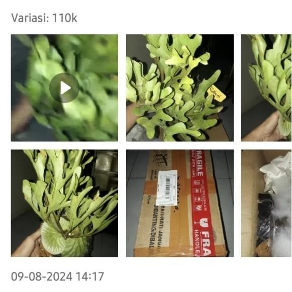 Platycerium Ridleyi / Simbar Menjangan / Tanduk Rusa Kalimantan