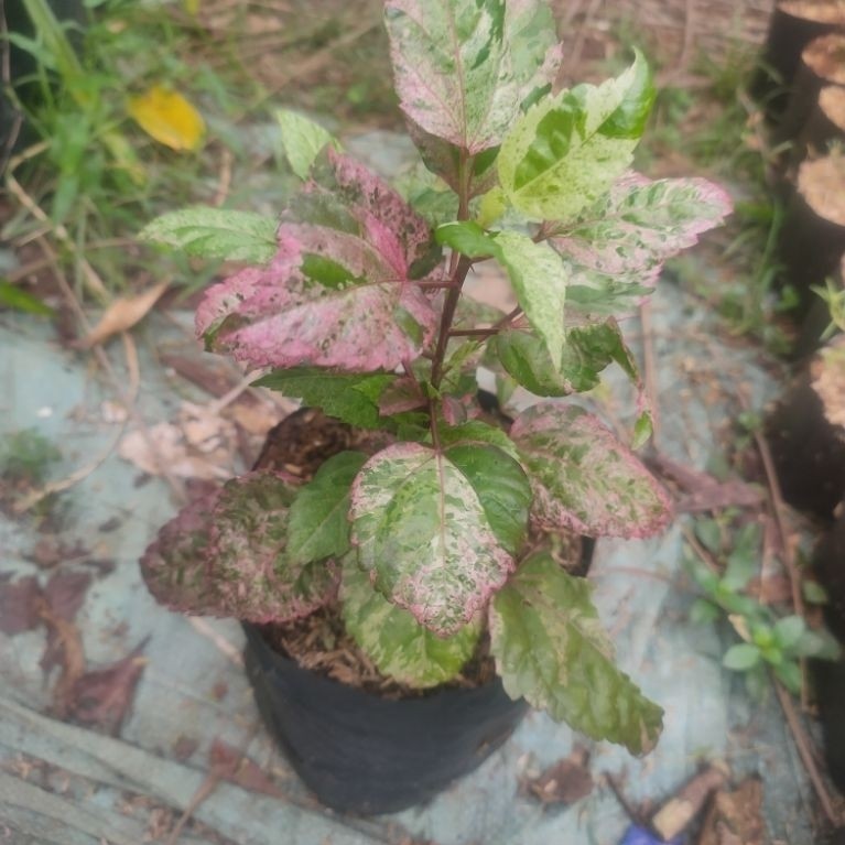 bunga sepatu varigata