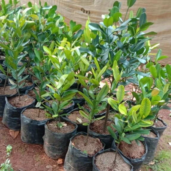 Pohon garcenia murah siap kirim