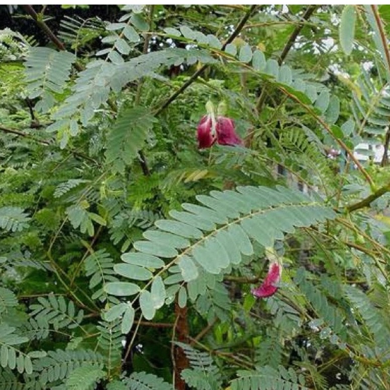 daun turi merah segar / herbal daun turi