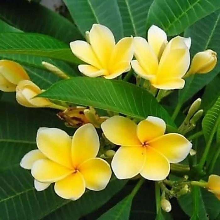 Bibit stek kamboja bali bunga kuning,pohon bunga kamboja