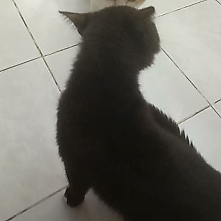 gratong gantungan kunci kucing murah by kifaru