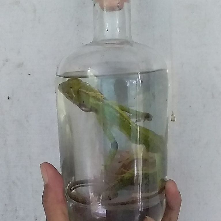 hiasan ijo kadal bung lon
