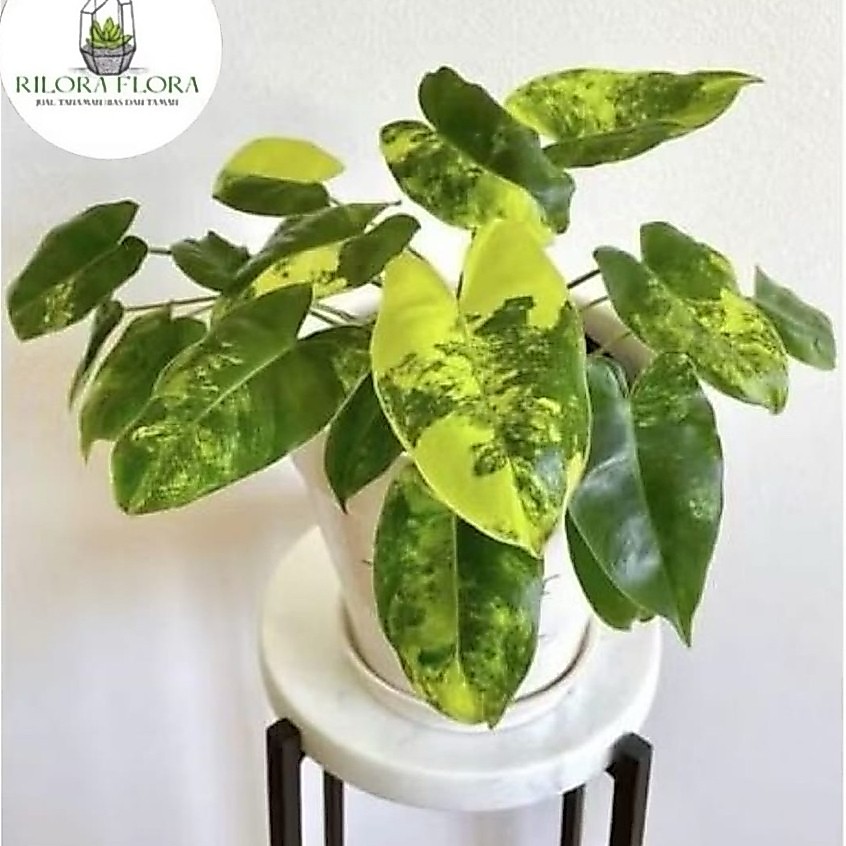 Tanaman hias philodendron burlemax varigata - Pohon philodendron burlemax varigata