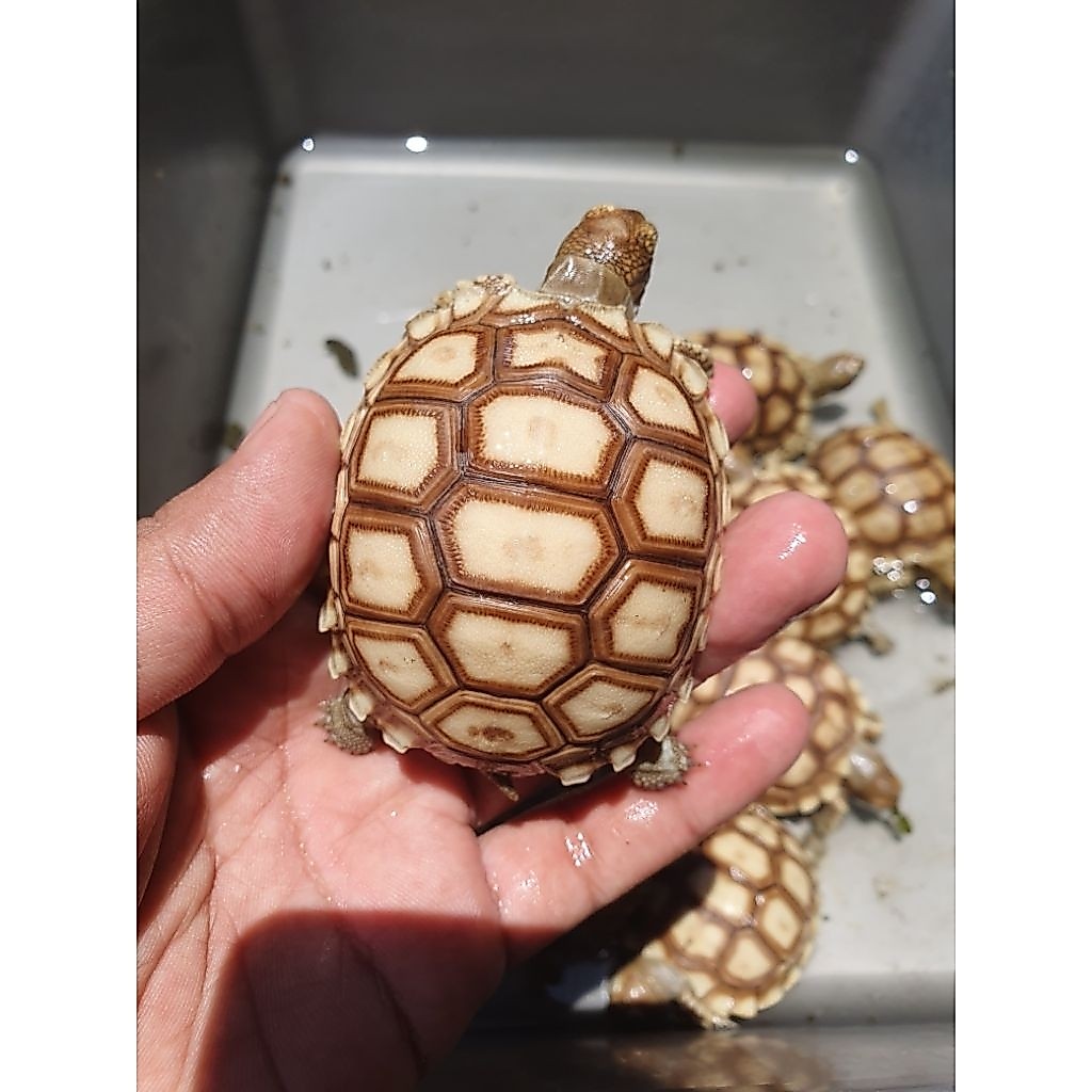 Kura-kura Sulcata Size 6-7cm
