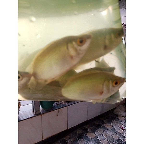 ikan bibit tembakang ukuran dua jari