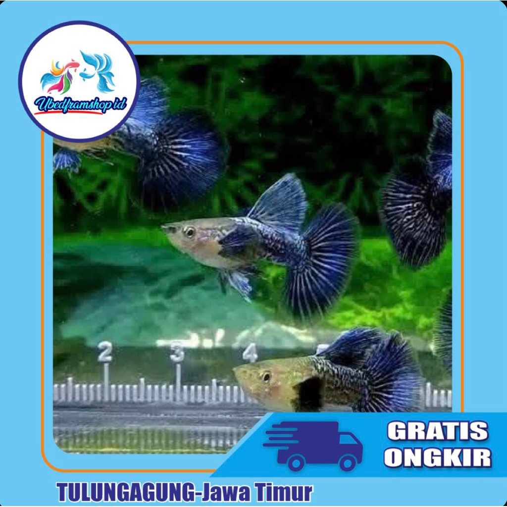HIASAN AQUARIUM GUPPY BLUE DRAGON BIG EAR HAFLMOON SEPASANG