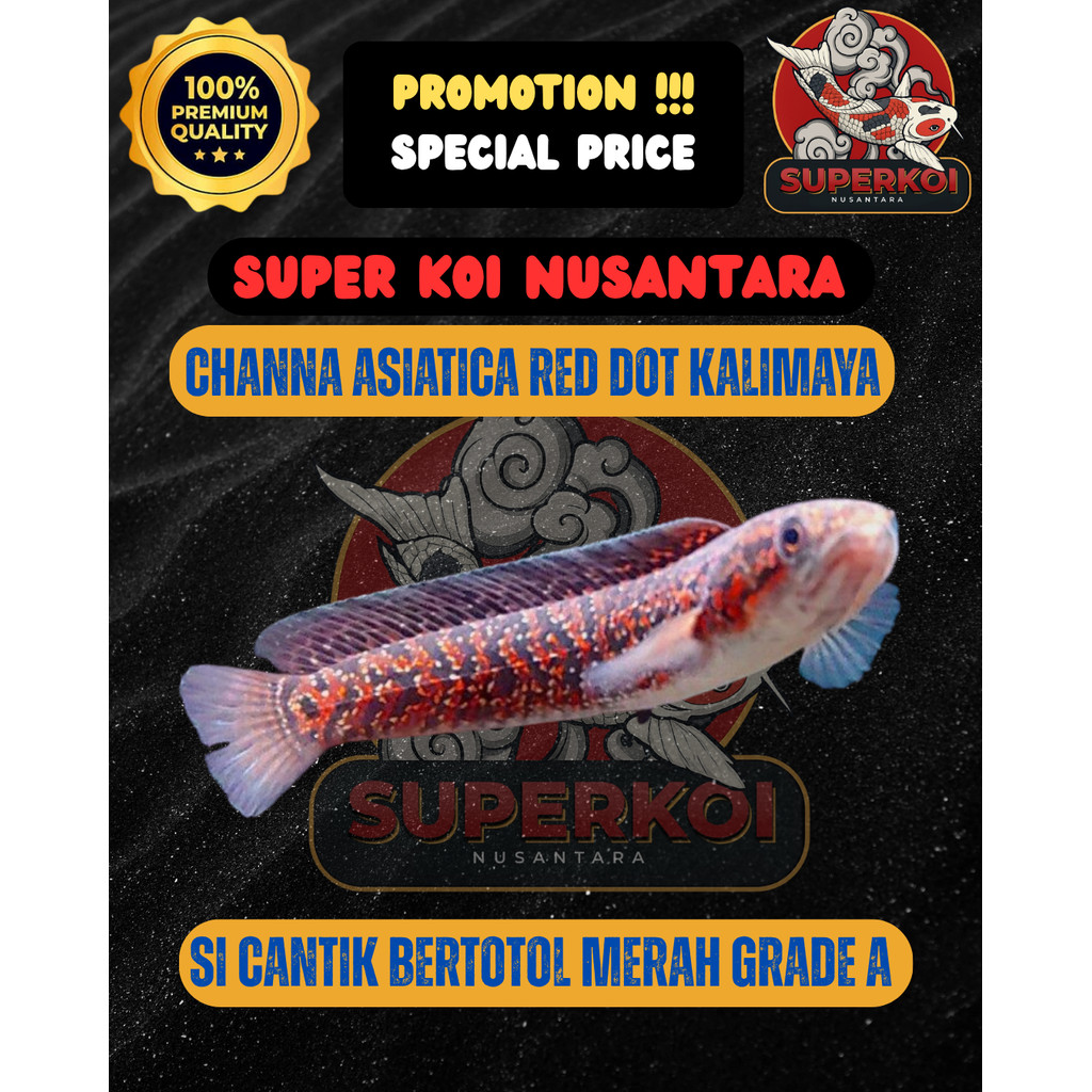 CHANNA ASIATICA KALIMAYA RED SPOT (RSP) / Red Dot Asiatica / CHANNA MERAH | PREDATOR FISH Grade A+ C