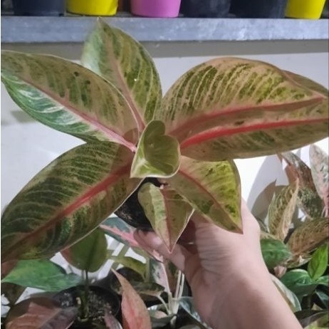 Aglonema Veronica Golden