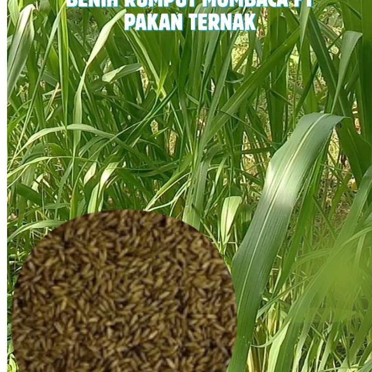benih mombaca F1