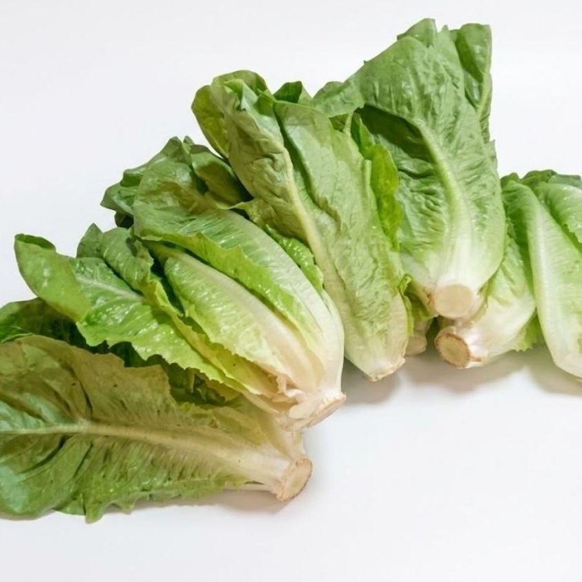 Lettuce romaine
