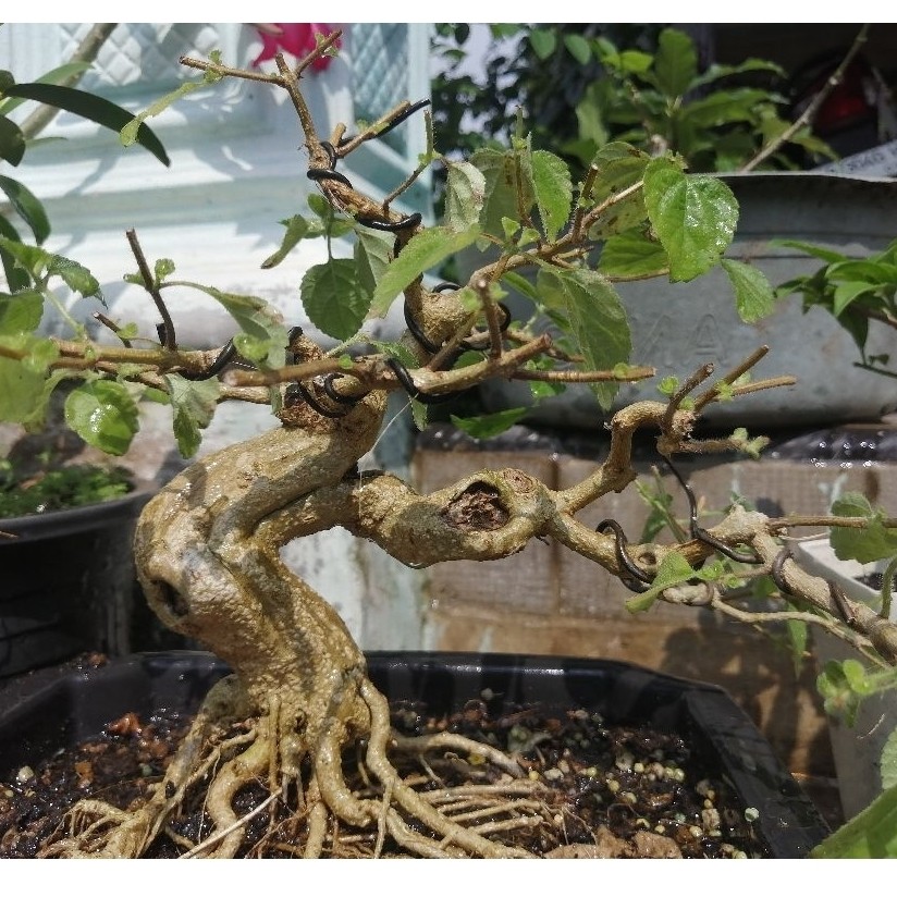 bonsai lantana prokar karakter