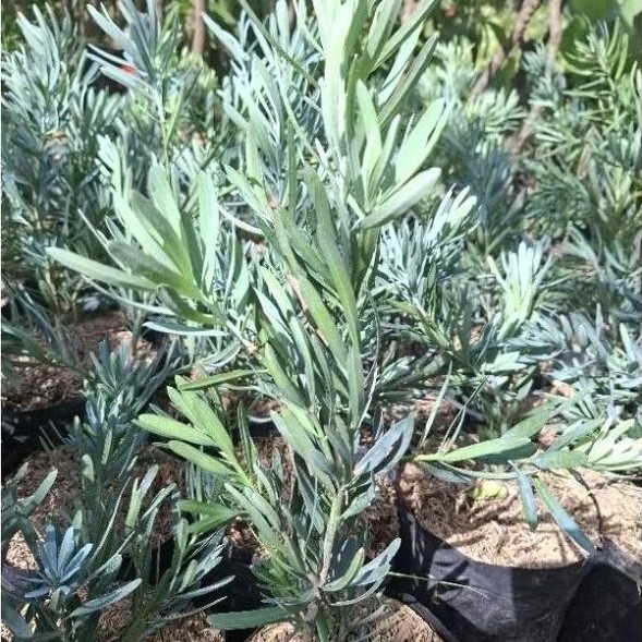 Tanaman Hias Lohansung Blue Ice (Import) / Lohansung Silver / Lohansung Biru