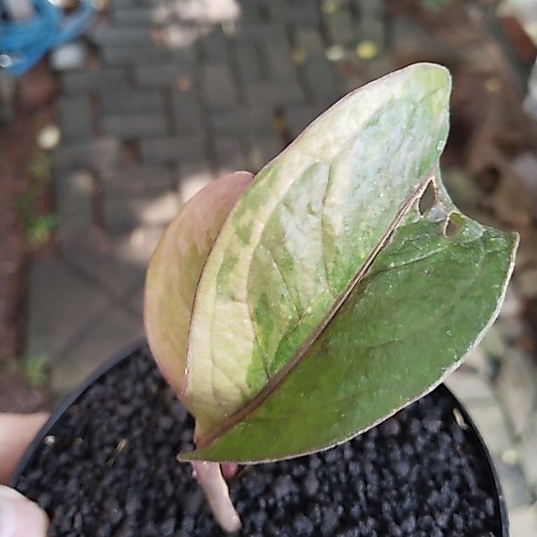 anthurium jemani Twister varigata koleksian