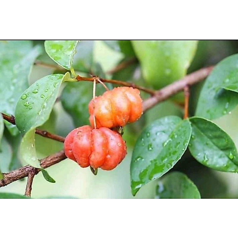Bibit Buah Dewandaru (Cermai Belanda)