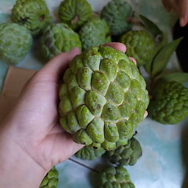 buah srikaya hijau murah 1kg