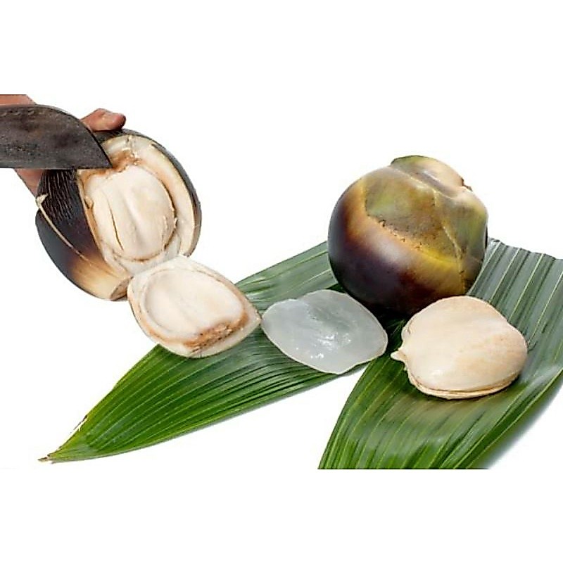 Buah Lontar/Siwalan utuh
