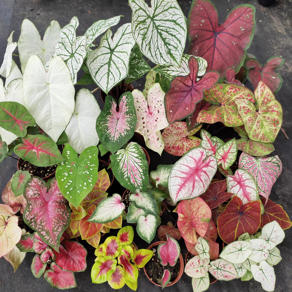 100pcs Seeds Mix Colors Bonsai Caladium Seeds for Planting Flowers Thailand Caladium Flower Campuran