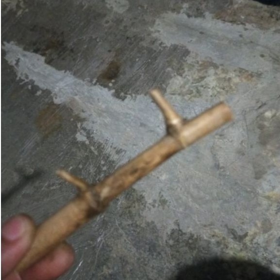 bambu asli tanpa sambungan hanting petuk
