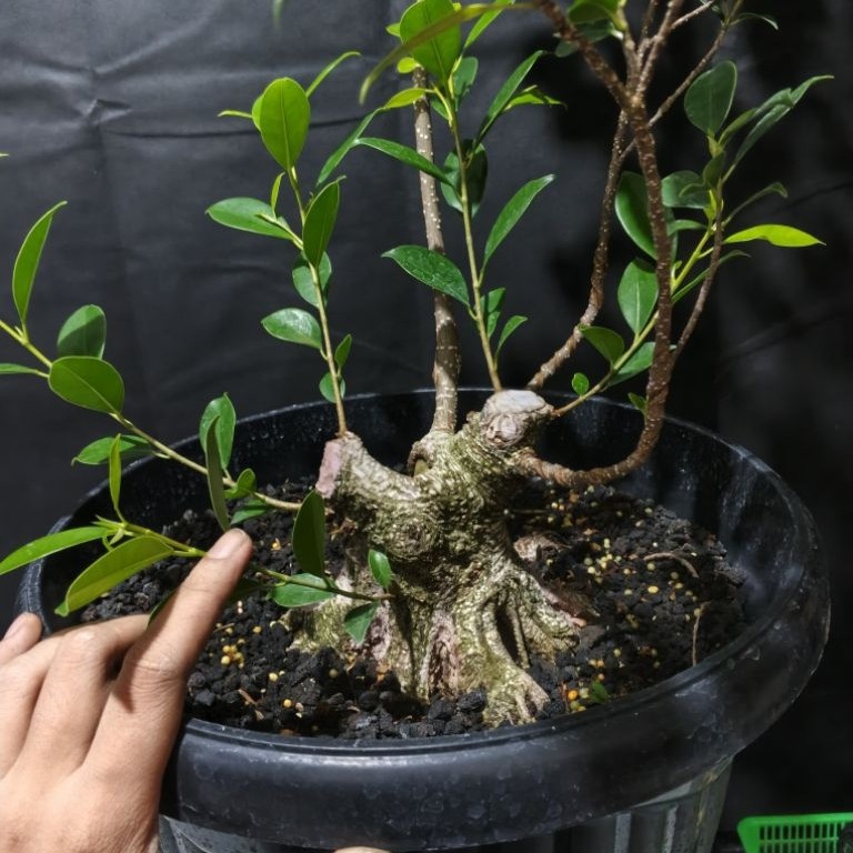 Bahan bonsai beringin kimeng size small prospek tahapan percabangan