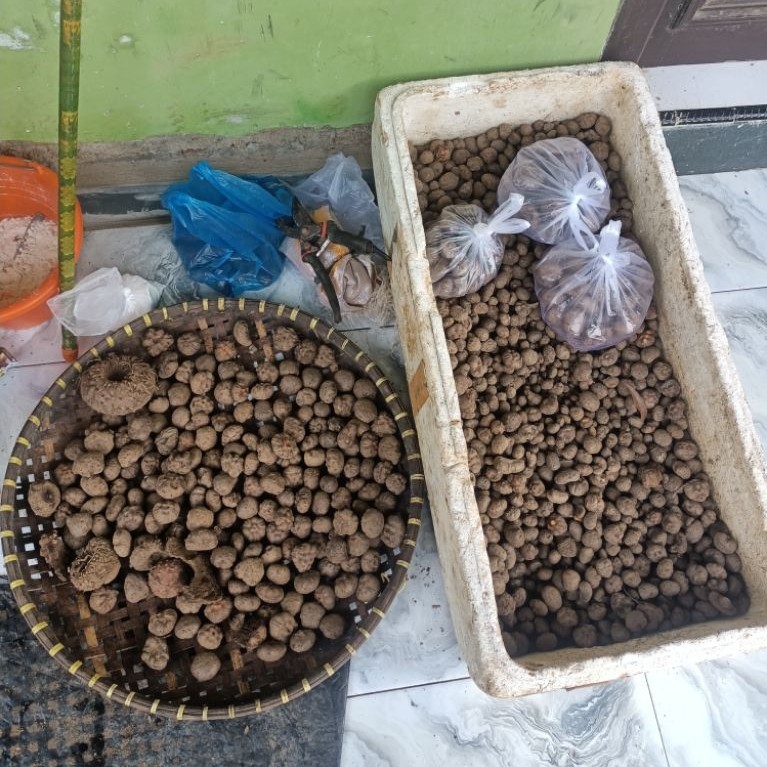 Bibit Porang Katak