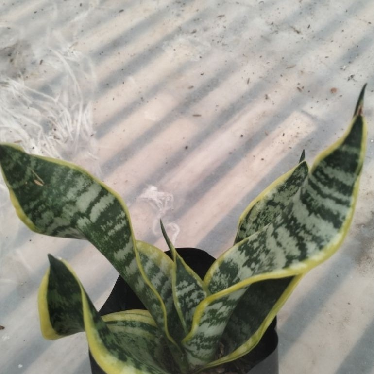 Sansevieria Twister